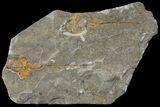 Two Carpoids (Dendrocystites?) Fossils - El Kaid Rami, Morocco #115924-1